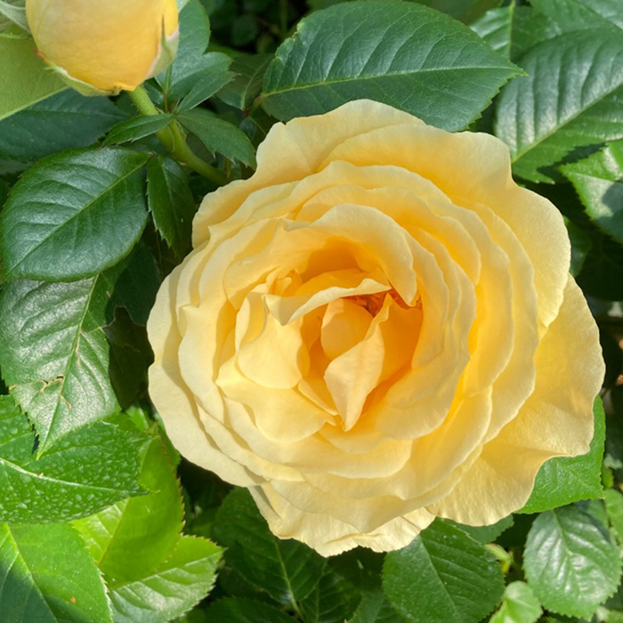Yellow rose